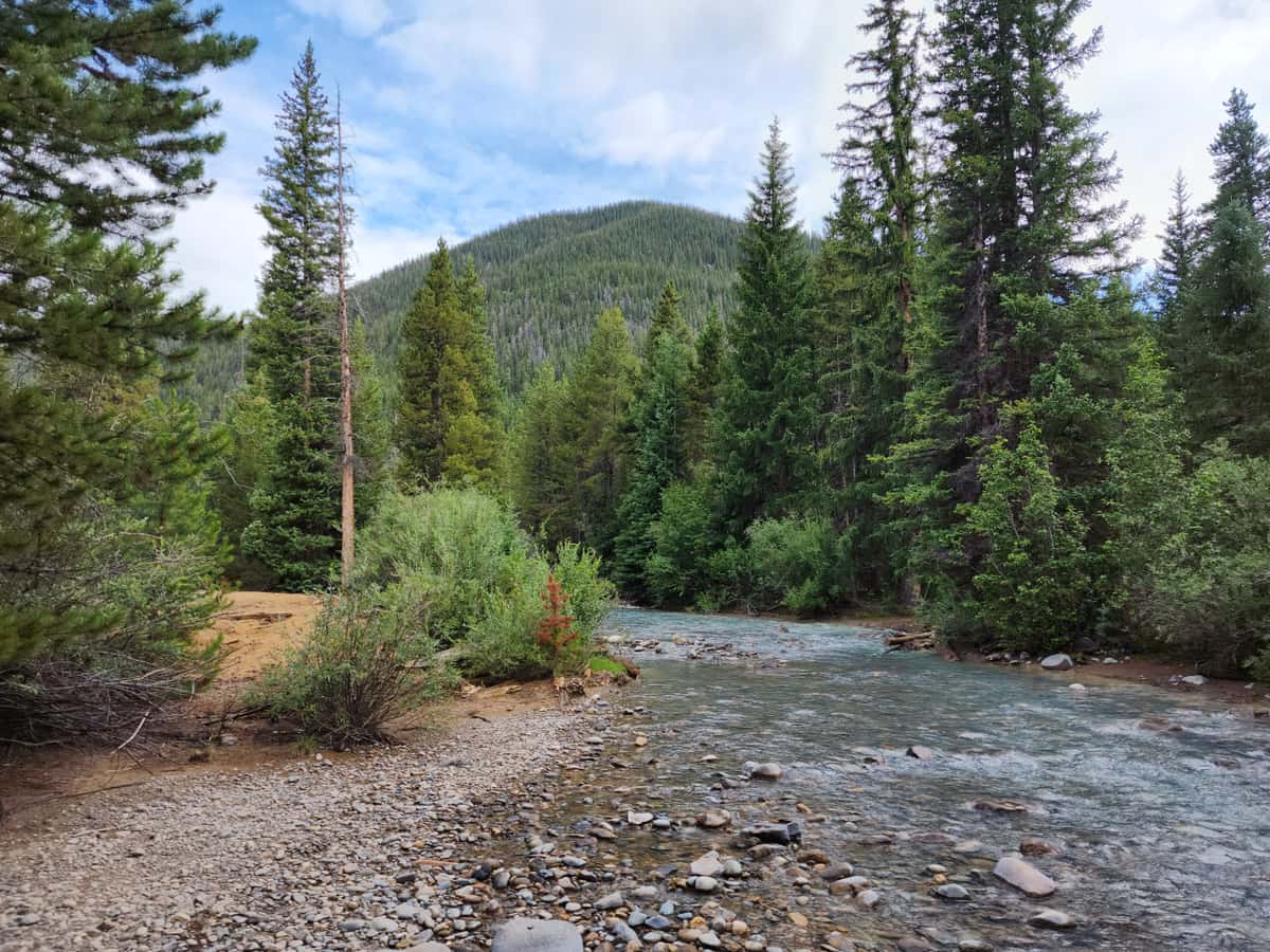A mountain stream flowing through a conifer forest