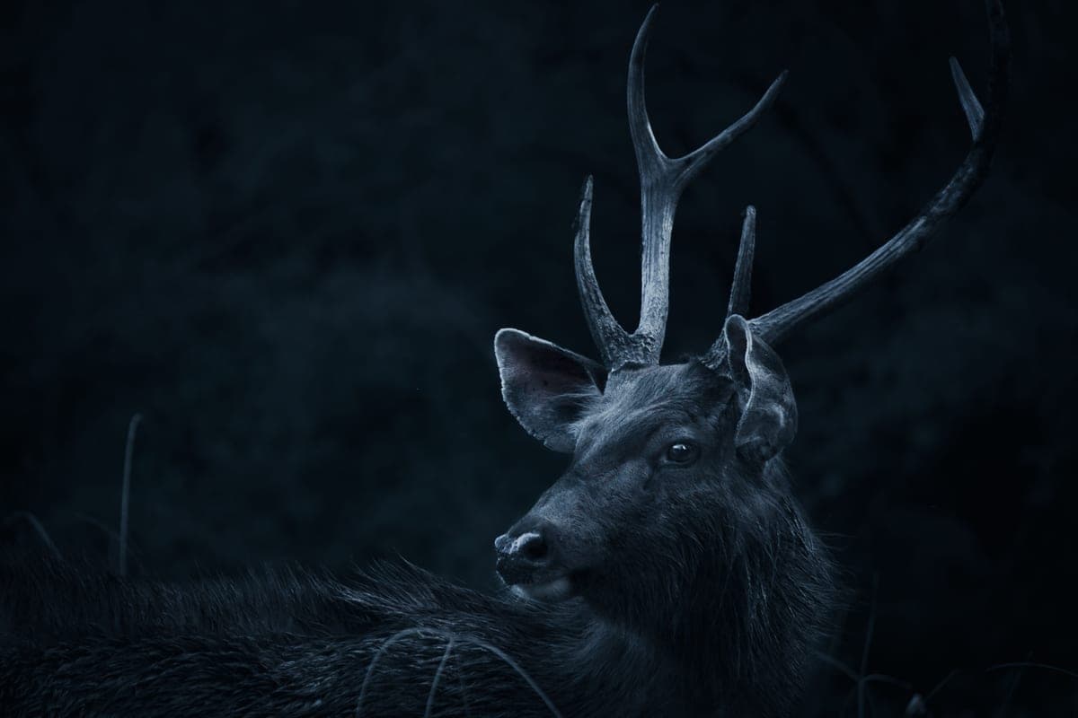 A moody portrait of an antlered deer in a dark forest