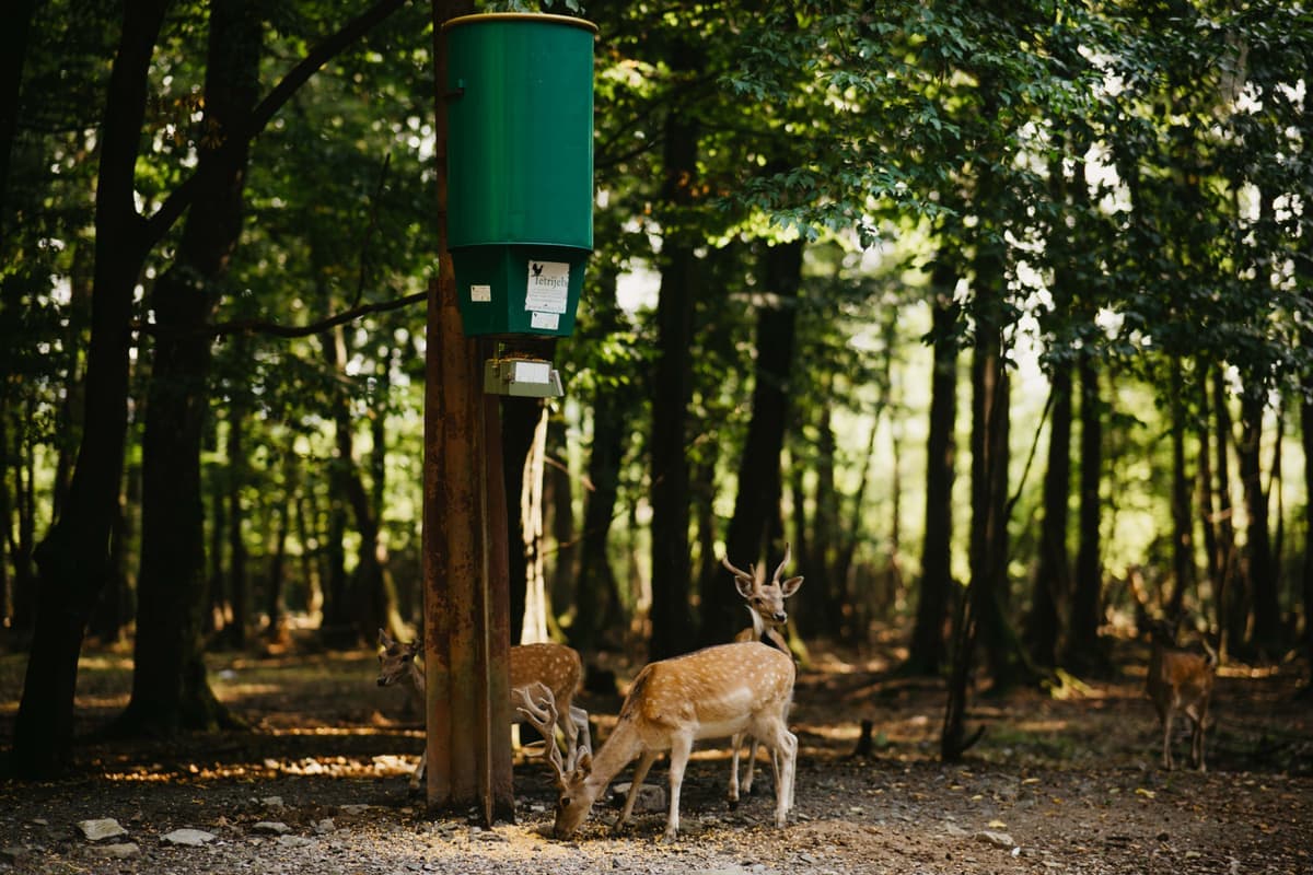 Spotted deer near a feeding station in a sunny forest