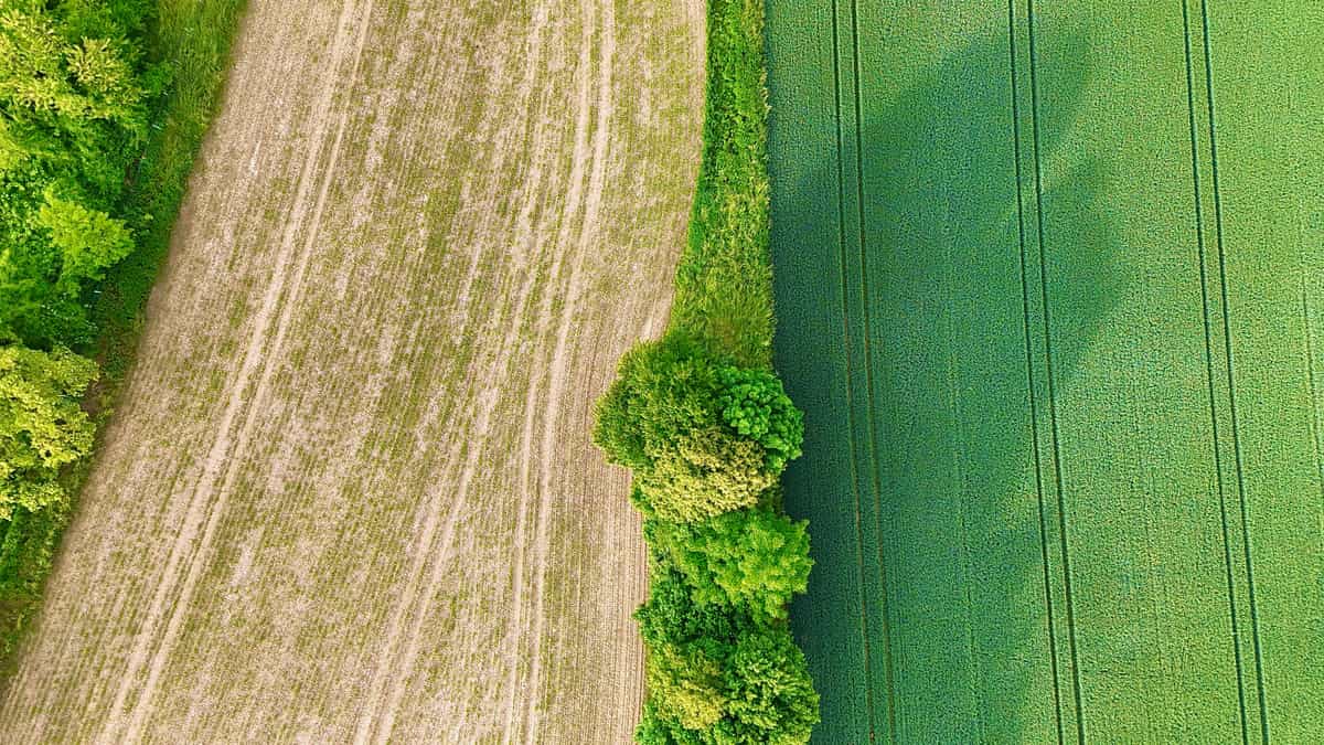 An aerial view of farmland divided into distinct plots
