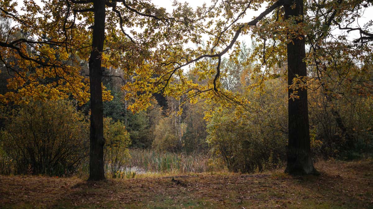 Oak trees with golden foliage in a fall landscape