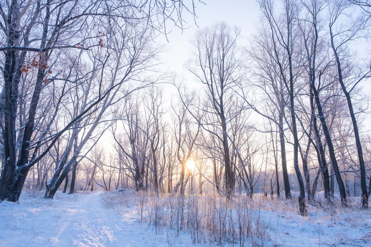 A snow-covered forest path at winter sunrise
