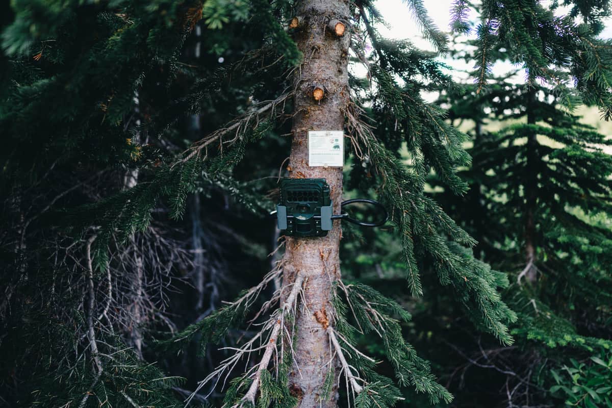 A trail camera strapped to a spruce trunk in a dense conifer forest