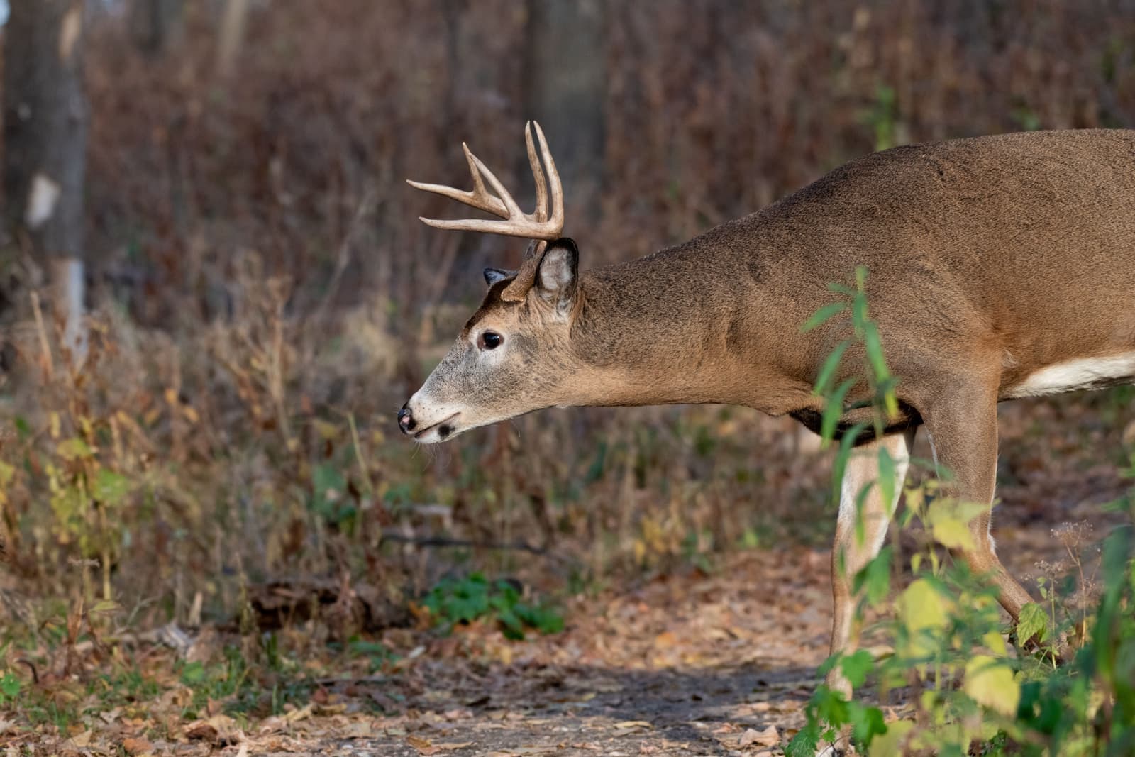 A white-tailed buck walking along an autumn forest path